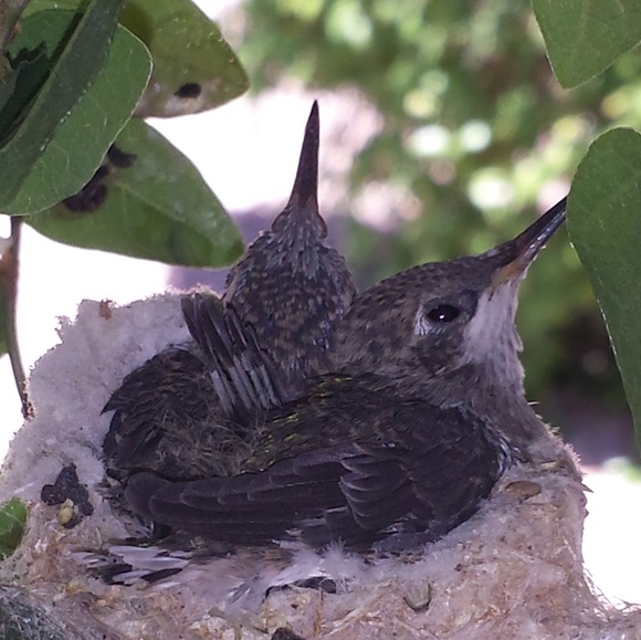 Meet your Posher, Robin - Picture 4 of 4